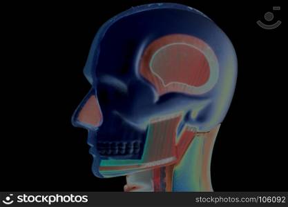 Human head anatomy model on black
