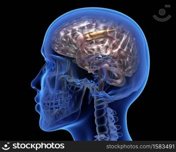 Human head with a bullet inside. 3D illustration. Human head with a bullet inside