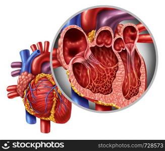 Human heart anatomy close up diagram concept from a healthy body isolated on white background as a medical health care symbol of an inner cardiovascular organ.
