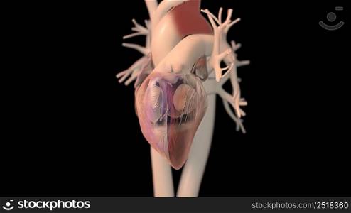 Human heart, realistic anatomy 3D illustration. Human heart, realistic anatomy