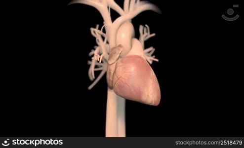 Human heart, realistic anatomy 3D illustration. Human heart, realistic anatomy