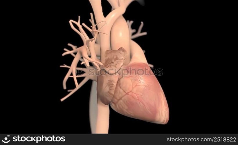 Human heart, realistic anatomy 3D illustration. Human heart, realistic anatomy