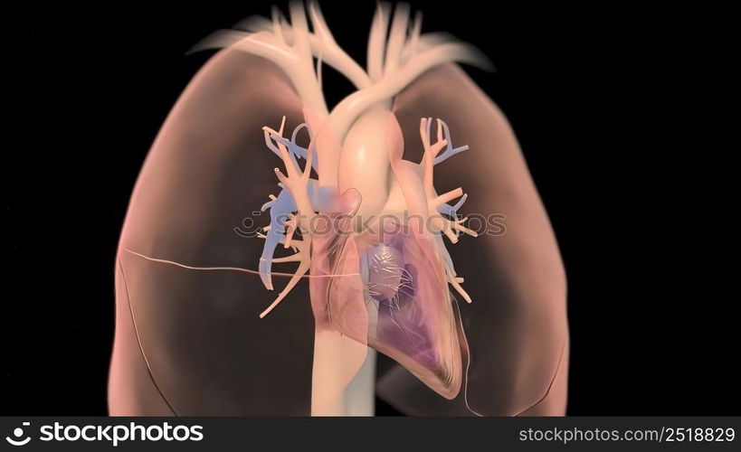 Human heart, realistic anatomy 3D illustration. Human heart, realistic anatomy