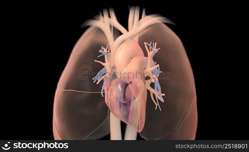 Human heart, realistic anatomy 3D illustration. Human heart, realistic anatomy