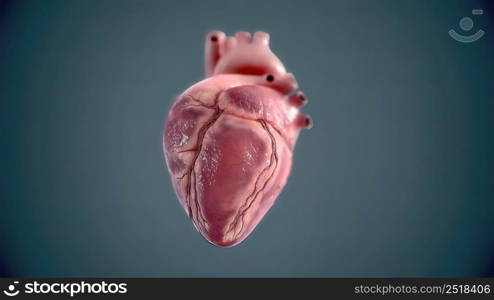Human heart, realistic anatomy 3d model of human heart on the monitor, visual heart beating. Human anatomy, cardiovascular system. 3D illustration. Human heart, realistic anatomy 3d model of human heart on the monitor,