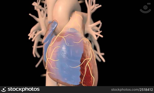 Human heart, realistic anatomy 3d model of human heart on the monitor, visual heart beating. Human anatomy, cardiovascular system.3D illustration. Human heart, realistic anatomy 3d model of human heart on the monitor,