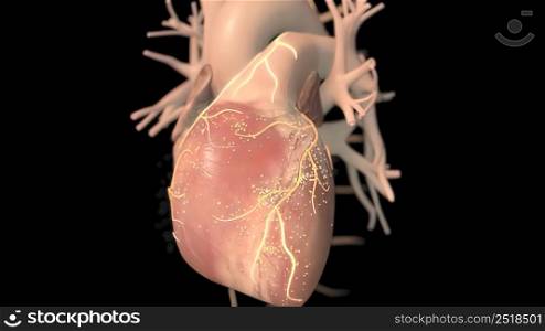 Human heart, realistic anatomy 3d model of human heart on the monitor, visual heart beating. Human anatomy, cardiovascular system.3D illustration. Human heart, realistic anatomy 3d model of human heart on the monitor,