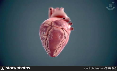 Human heart, realistic anatomy 3d model of human heart on the monitor, visual heart beating. Human anatomy, cardiovascular system. 3D illustration. Human heart, realistic anatomy 3d model of human heart on the monitor,