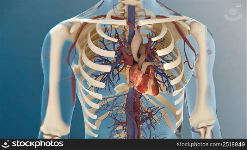 Human heart, realistic anatomy 3d model of human heart on the monitor, visual heart beating. Human anatomy, cardiovascular system.3D illustration. Human heart, realistic anatomy 3d model of human heart on the monitor