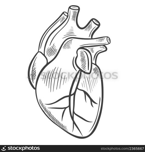 Human heart sketch. Vector illustration. Main human organ. Medical drawing, hand drawn vintage engraving