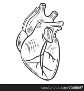 Human heart sketch. Vector illustration. Main human organ. Medical drawing, hand drawn vintage engraving