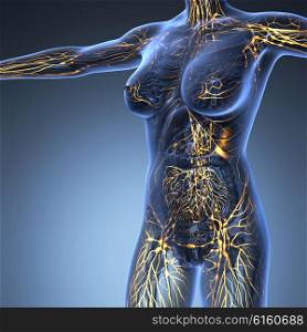 Human limphatic system with bones in transparent body
