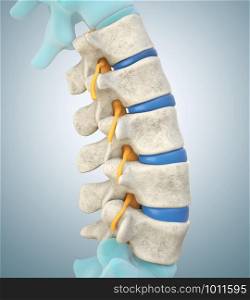 Human lumbar spine model demonstrating normal discs. 3D illustration. Human lumbar spine model demonstrating normal discs