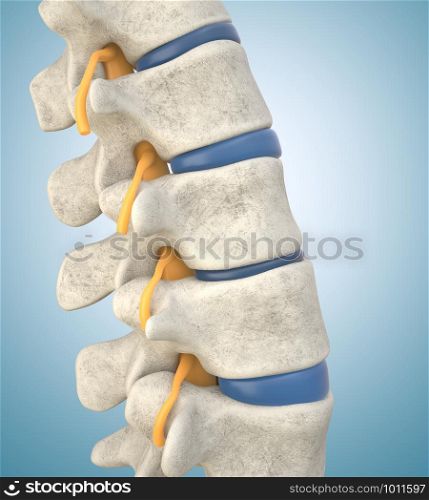Human lumbar spine model demonstrating thinned disc. 3D illustration. Human lumbar spine model demonstrating thinned disc