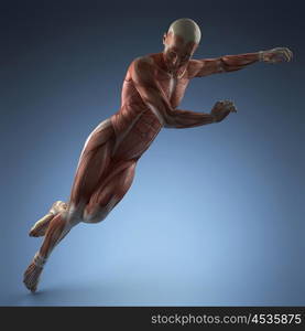 Human Muscle Anatomy