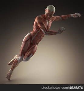 Human Muscle Anatomy