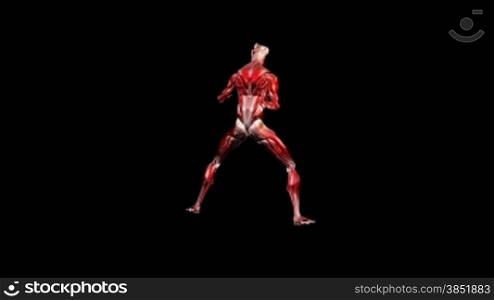 Human musculature karate moves,alpha channel