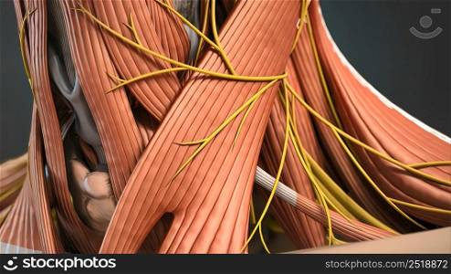 Human Neck Muscles And Nerves 3d illustration. Human Neck Muscles And Nerves