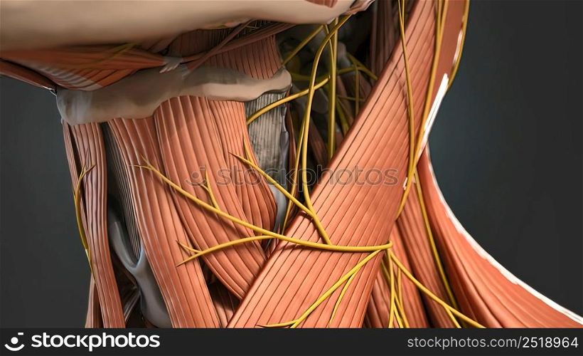 Human Neck Muscles And Nerves 3d illustration. Human Neck Muscles And Nerves