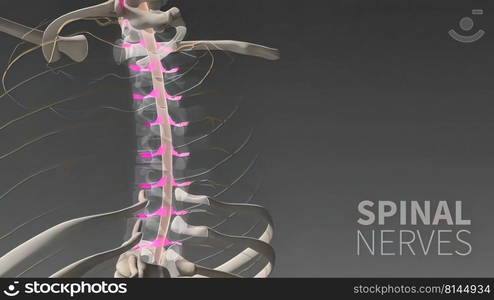 Human nervous system, system that conducts stimuli from sensory receptors to the brain and spinal cord and conducts impulses back to other parts of the body. 3d illustration. The Human nervous system 3d medical