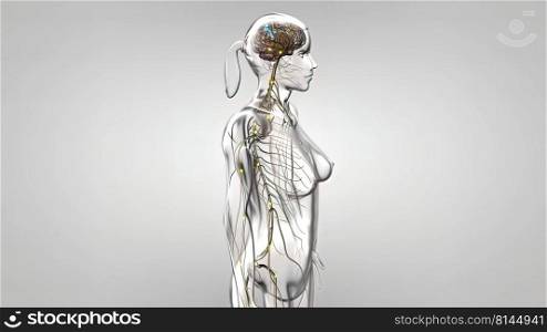 Human nervous system, system that conducts stimuli from sensory receptors to the brain and spinal cord and conducts impulses back to other parts of the body. 3d illustration. The Human nervous system 3d medical