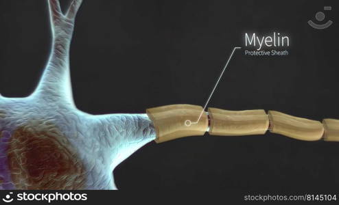 Human nervous system, system that conducts stimuli from sensory receptors to the brain and spinal cord and conducts impulses back to other parts of the body. 3d illustration. The Human nervous system 3d medical