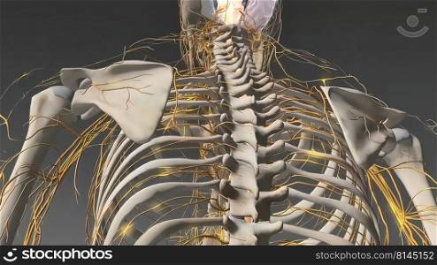 Human nervous system, system that conducts stimuli from sensory receptors to the brain and spinal cord and conducts impulses back to other parts of the body. 3d illustration. The Human nervous system 3d medical