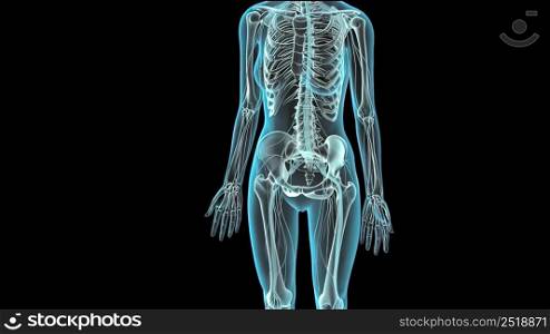 Human Skeletal System on Black Background, Loop 3D of Showing 3d illustration. 3D of Human Skeleton System on Black Background