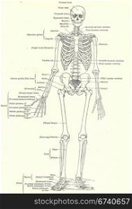 Human skeleton, full frontal view, from an early 20th century anatomy textbook, out of copyright