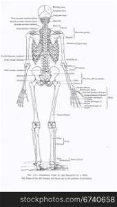 Human skeleton, full rear view, from an early 20th century anatomy textbook, out of copyright