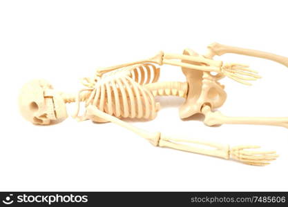 human skeleton isolated on white background