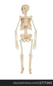 human skeleton on a white background