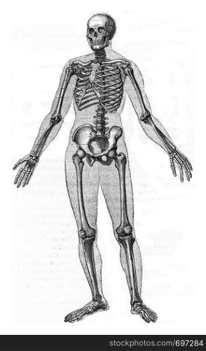 Human skeleton, vintage engraved illustration. Zoology Elements from Paul Gervais.