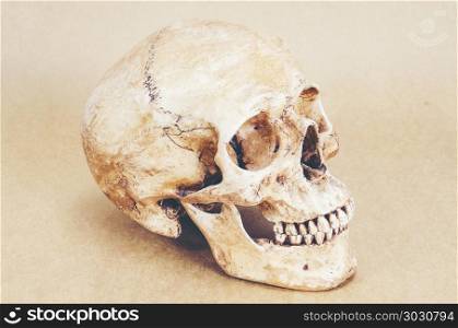 human skull anatomy on background, vintage filter image
