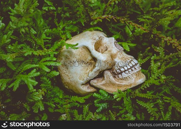 Human skull and green leaf are life concept backgrounds.