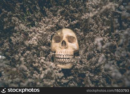 Human skull and old dried flowers are the life concept background.