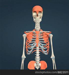 Human Skull, rib cage and hip bone 3d illustration. Human Skull, rib cage and hip bone