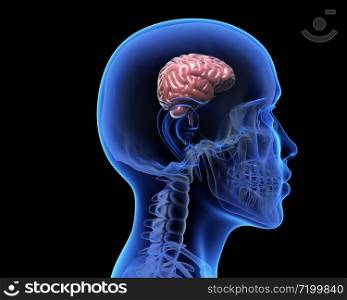 Human skull with a small brain inside. 3D illustration. Human skull with a small brain inside.