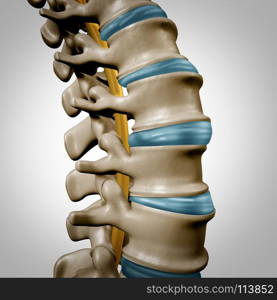 Human spine anatomy section and spinal concept as medical health care body symbol with the skeletal bone structure and intervertebral discs closeup as a 3D illustration.