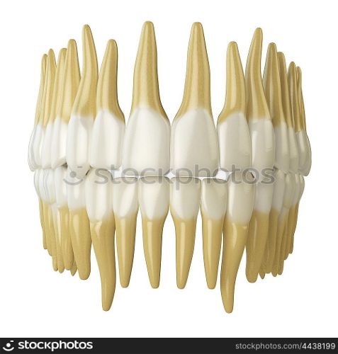 Human teeth isolated on white. 3d illustration