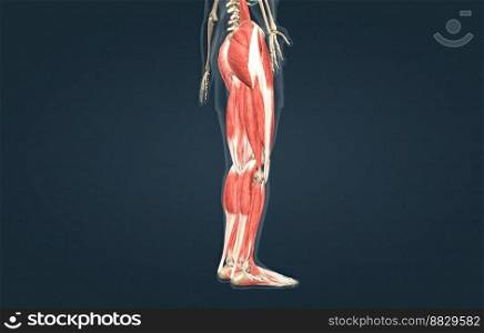 Human usc≤s of the lower limb 3D illustration. Humanμsc≤s of the lower limb