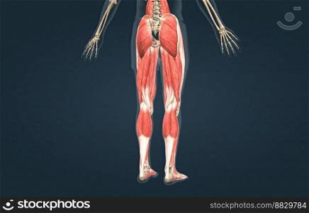 Human uscles of the lower limb 3D illustration. Human muscles of the lower limb