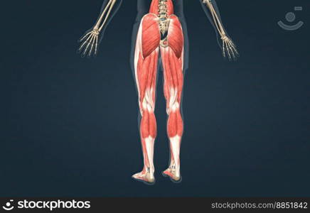 Human uscles of the lower limb 3D illustration. Human muscles of the lower limb