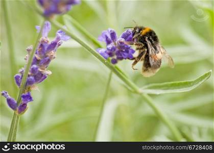 humble-bee on lavender