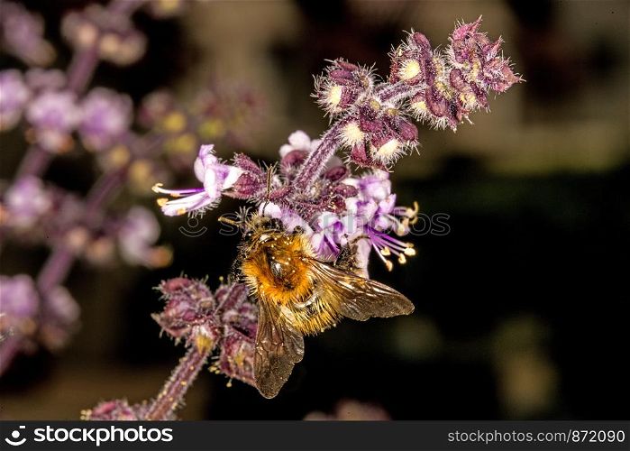 humblebee on flower of a basil