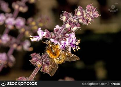 humblebee on flower of a basil