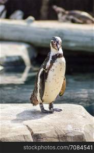 Humboldt Penguin Leaving the Water in an Animal Park in France