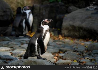 Humboldt penguin (Spheniscus humboldti) standing on rocks
