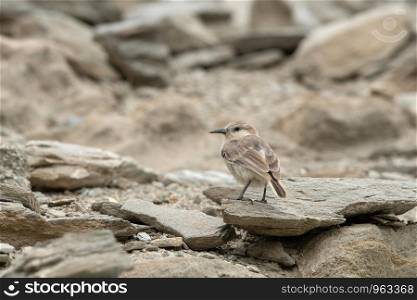 Hume's groundpecker, Pseudopodoces humilis, Changthang Wildlife Sanctuary, Hanle, Ladakh, Jammu and Kashmir, India