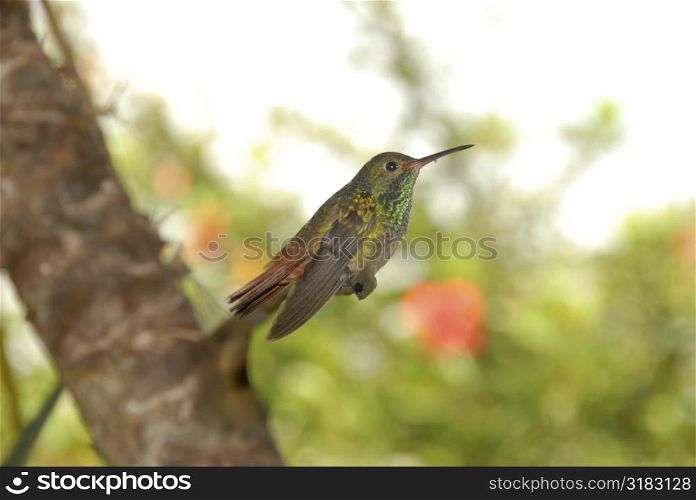 Humming Bird in Costa Rica